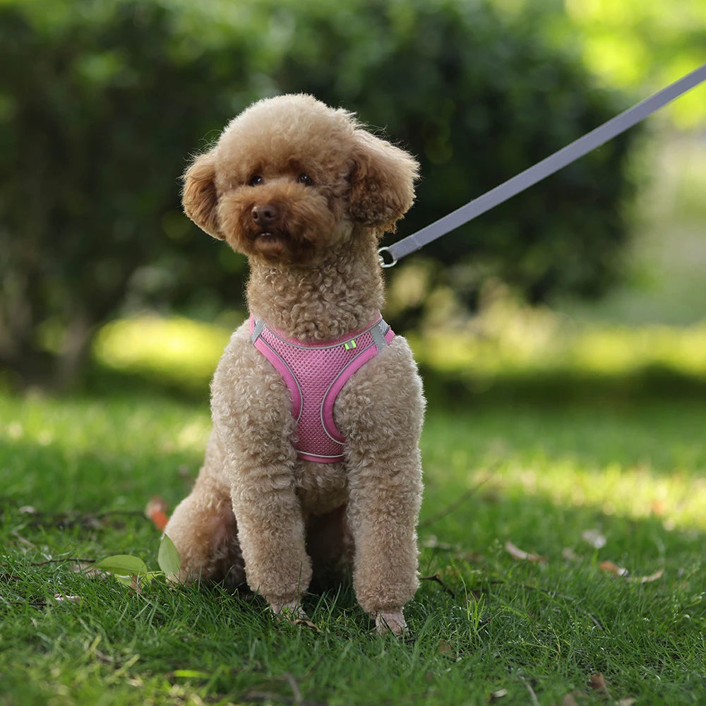 Breathable Mesh Reflective Dog Cat Harness With Matching Leash, Adjustable Vest Harness For Small Puppy Kitten