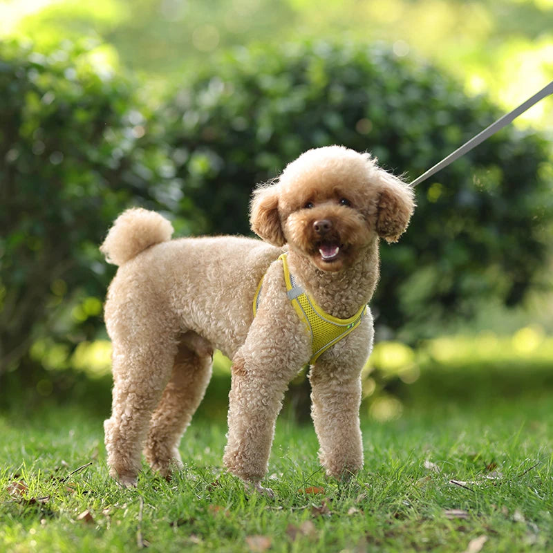 Breathable Mesh Reflective Dog Cat Harness With Matching Leash, Adjustable Vest Harness For Small Puppy Kitten