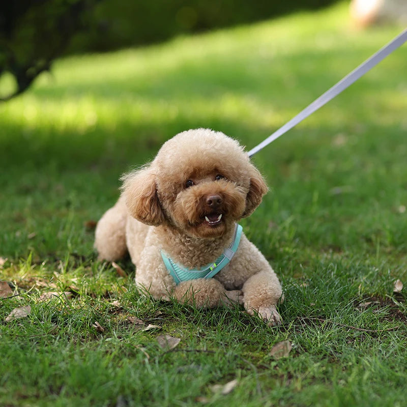 Breathable Mesh Reflective Dog Cat Harness With Matching Leash, Adjustable Vest Harness For Small Puppy Kitten