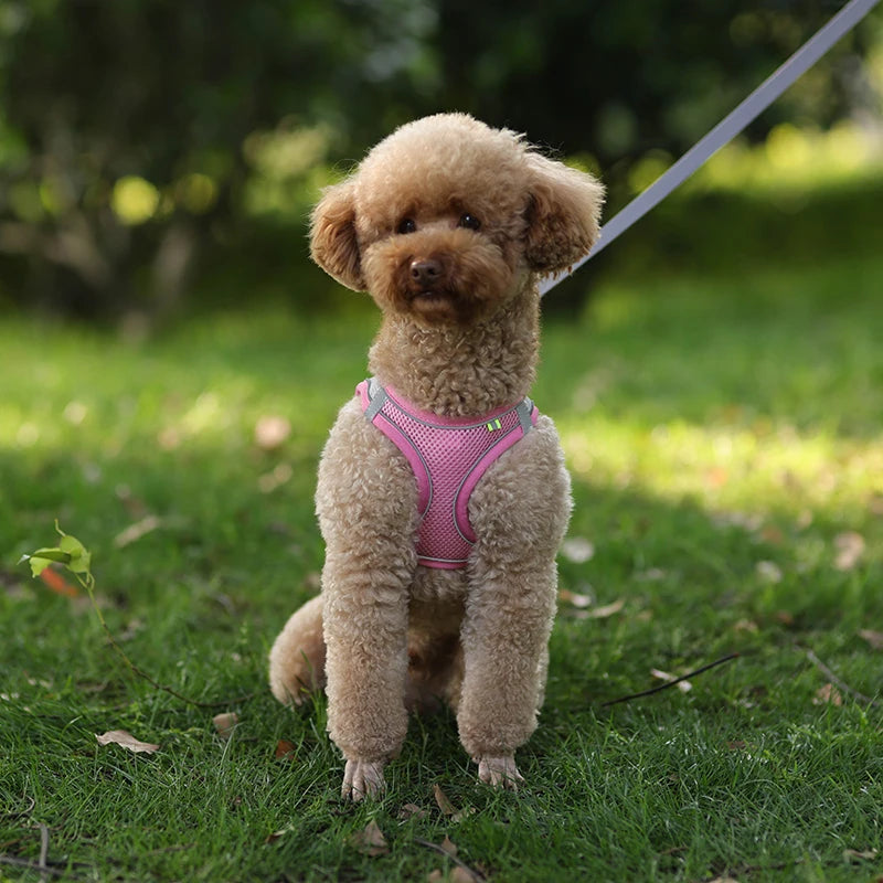 Breathable Mesh Reflective Dog Cat Harness With Matching Leash, Adjustable Vest Harness For Small Puppy Kitten